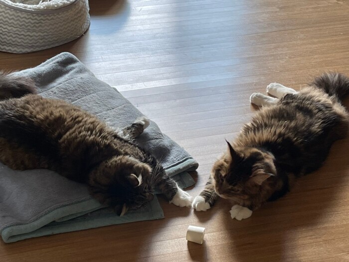 「そろそろ起きるかな~」(かおりさん提供)