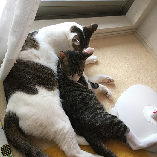 昨日の晩、小鉄兄ちゃんに怒られたけど仲直り