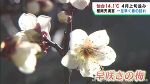 宮城県各地で4月並みの暖かさ 仙台・榴岡天満宮では梅がまもなく見頃に
