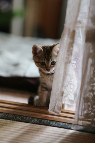 くろこべ / 廣済堂出版