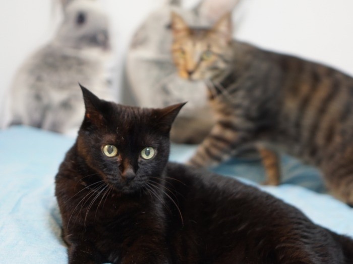 見えにくいけど、猫の口腔疾患はとても多いそう