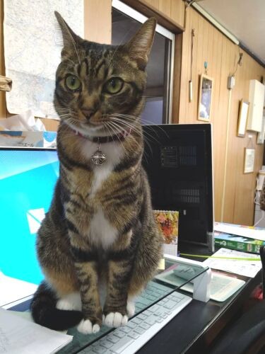 「はい、しっかり仕事して~」。目を光らせる茶々監督(慎也さん提供)