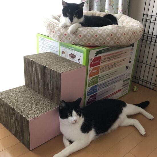 ハル(手前)のためにおいた爪研ぎ型階段は、ミールもお気に入り(M男さん提供)