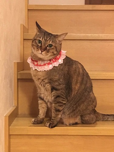 レースのひらひらをまとってみたにゃ