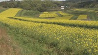 「天空の菜の花畑」が満開 耕作放棄地を活用した期間限定の絶景スポット 一般開放は4月29日まで 岡山・美作市