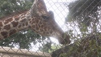 池田動物園が34年ぶりに入場料を値上げ 餌代の高騰などで決断 岡山