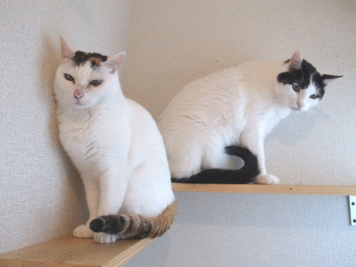 キャットウォークでちょっとひと休み