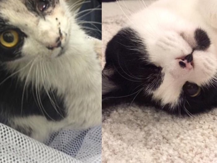 左膳(推定6歳)は、事故で顔を骨折、頚椎損傷で全身麻痺だった。安楽死を勧めるを獣医もいたが、あきらめずに神経科を回るなどし、手術することなくその後奇跡的に回復。「いまはふつうの猫です」(teko さん提供)