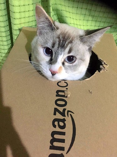 入選した「お届け物です」=大分動物愛護センター提供