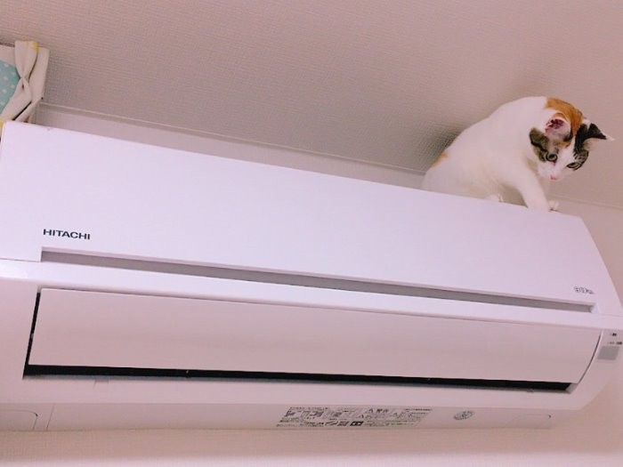 お転婆な「あんず」はエアコンの上にも乗ってしまう