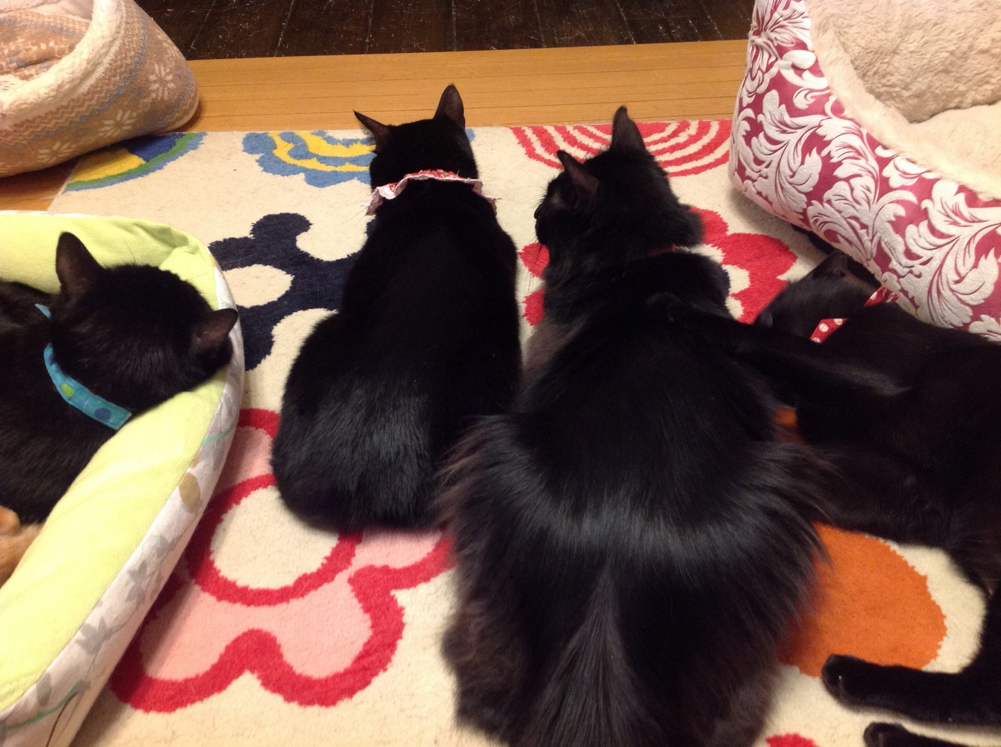 開業当初は黒猫の館でした(猫の館ME提供)