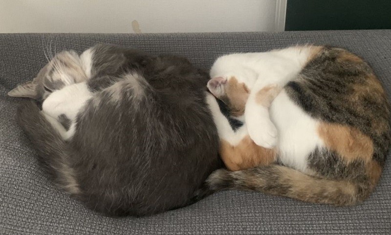 見事なシンクロ(優香さん提供)