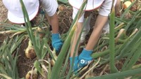 地域の農業と食べ物の魅力を 小学生がタマネギの収穫を体験 香川・土庄町