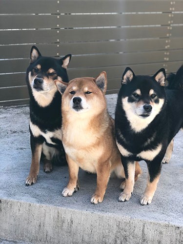 庭を警備中の3兄弟。