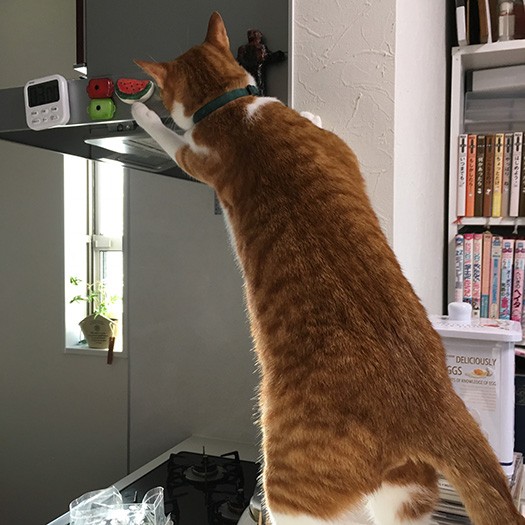 おやつはどこだ~?