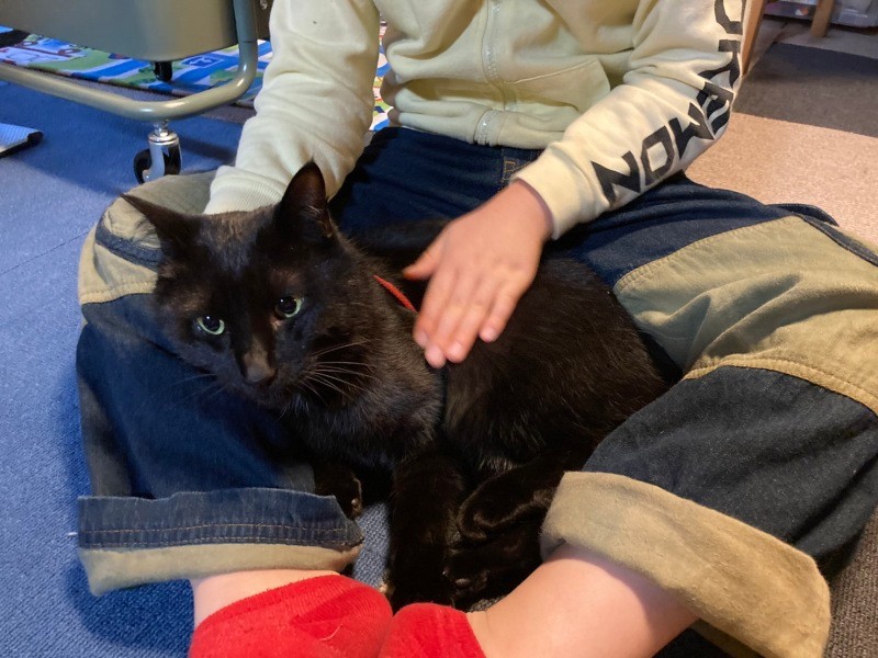 甘えん坊のオス猫のチビ。子猫の時、道端で激しく鳴いていたところに遭遇した。「ガリガリにやせ、親猫もいなかったためお迎えしました」(小松さん提供)