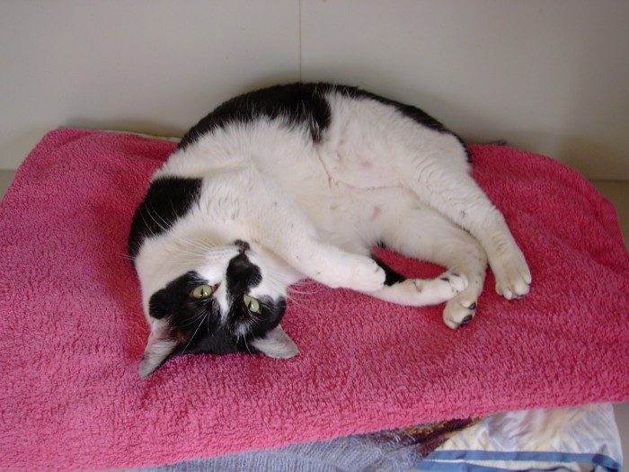 ピンクのタオルが大好き!