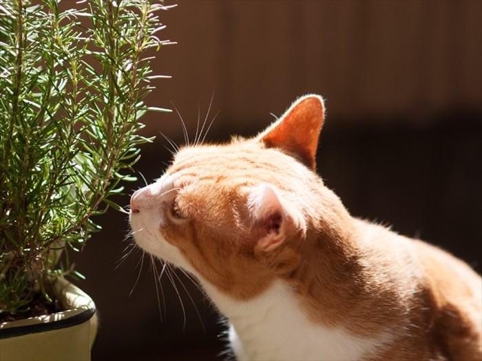 「ローズマリーの香りのような特徴はないけど、僕は僕さ」(小林写函撮影)