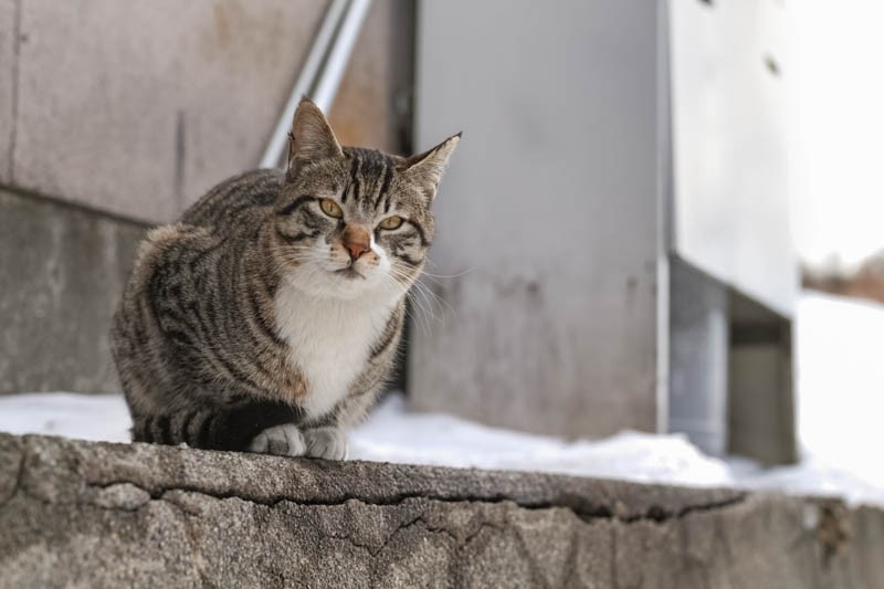『ゆきねこ』より(吉田裕吏洋 撮影 / 北海道新聞社)