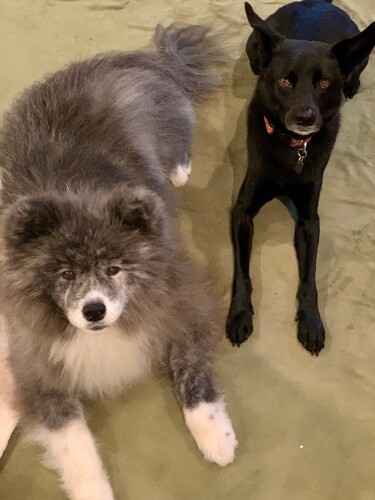 七海の長年の友だちのヌーサと