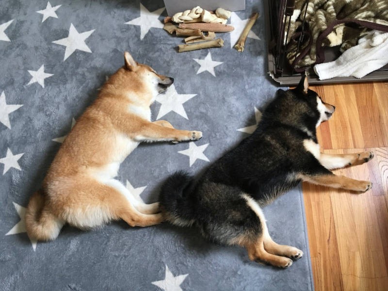 今では寝姿もシンクロするほど(飼い主さん提供)