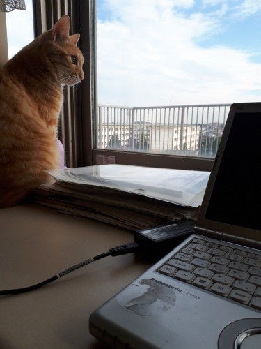 眺めがいいニャア