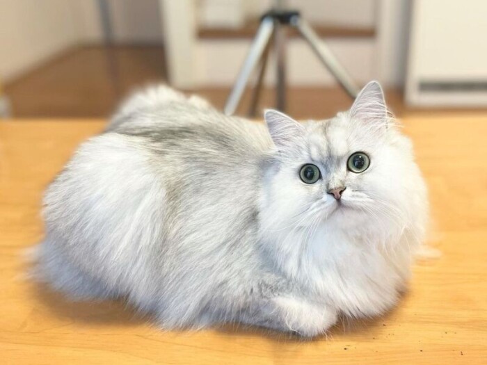 さら