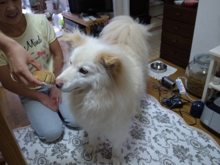 おもちゃでも遊べるようになった