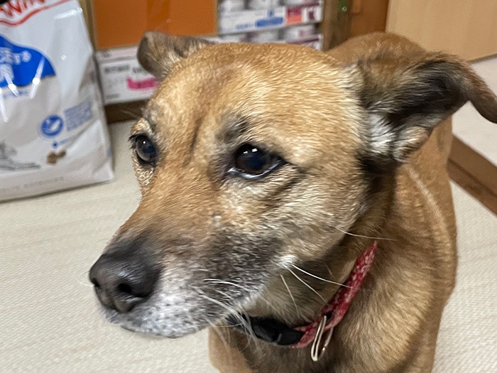 シェルターで過ごす犬