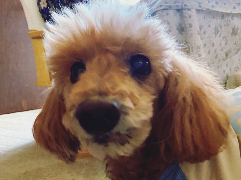 同じく、青木さんの愛犬「おっぽ」くん。御年15歳のご長寿さん!(青木さん提供)