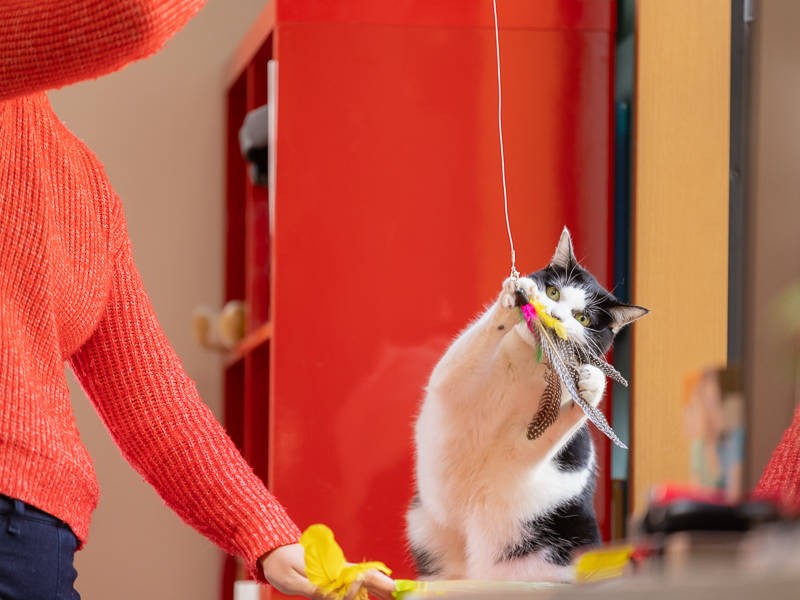 猫じゃらし投入でハッスルする七味!