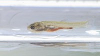 天然記念物のアユモドキの繁殖実験 2年連続で産卵・ふ化に成功 岡山市