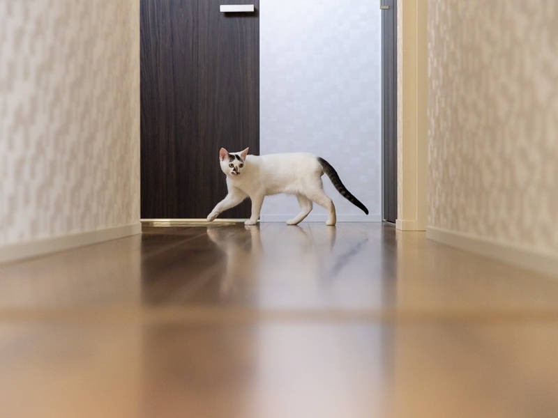 落ち着かないご様子