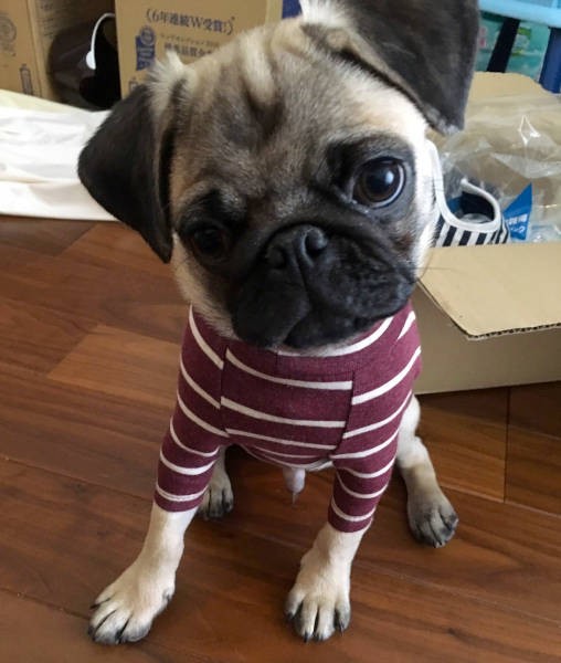 こうしていると、暴れん坊には見えないのですが…(飼い主さん提供)