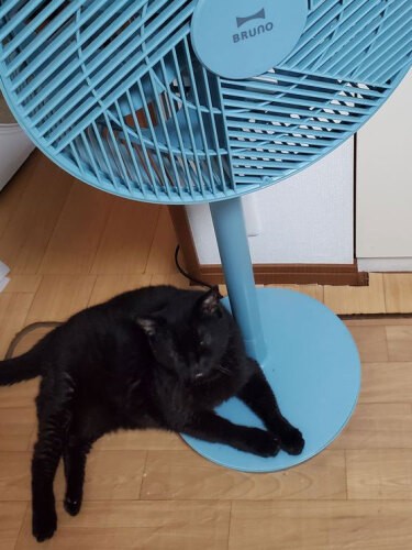 この夏は扇風機が大のお気に入りでした