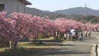 約300mの満開の河津桜ロード 見頃は3月20日ごろまで 香川・東かがわ市の湊川沿い