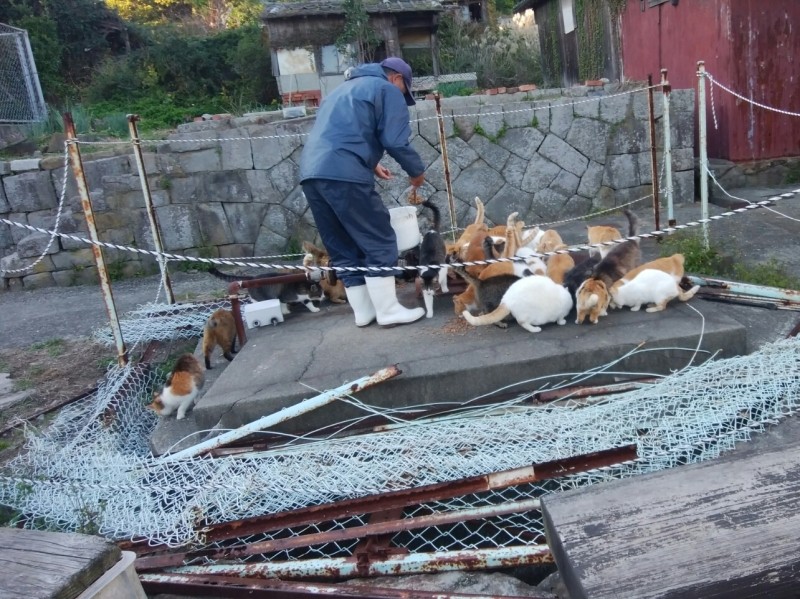 直子さんのご主人が猫たちにごはんを与える(「青島猫を支援する会」提供)