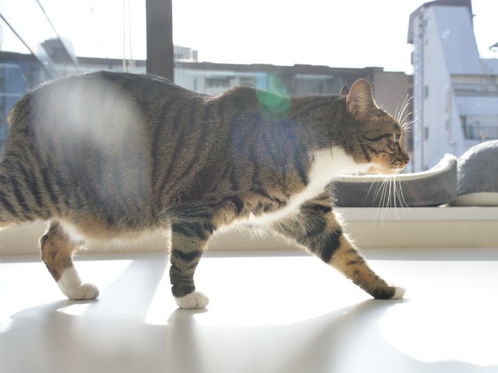 窓辺をゆうゆう闊歩するシーちゃん(小林郁人撮影)
