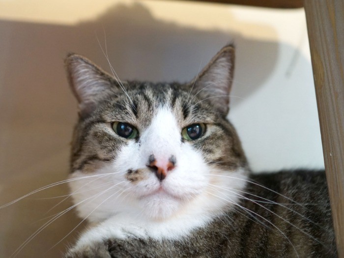 同居のオス猫「フェージャさん」。保護猫カフェから迎えた