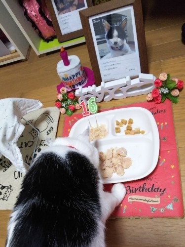 16歳のお誕生日のももちゃん(美里さん提供)