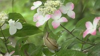 岡山・新見市で梅雨を彩るヤマアジサイ♪ 楽しめるのは6月下旬まで