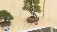 国内有数の盆栽の産地 高松市の鬼無地区で盆栽をPRするイベントが開かれる