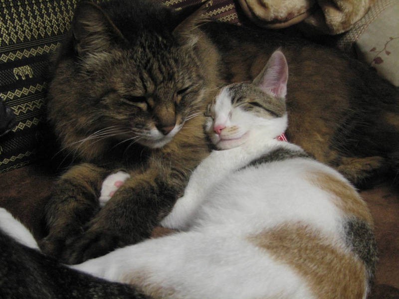 ジジちゃん(左)に甘えるはなちゃん