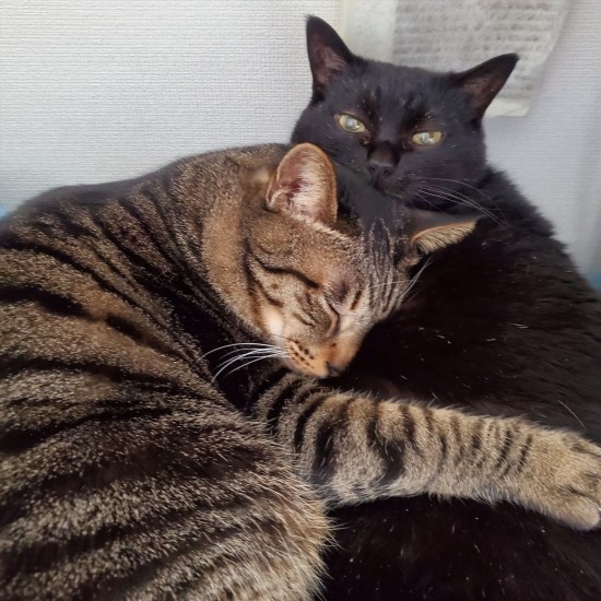 「5歳の僕はイヌオを守りながら寝る、といいつつ甘えるよ」