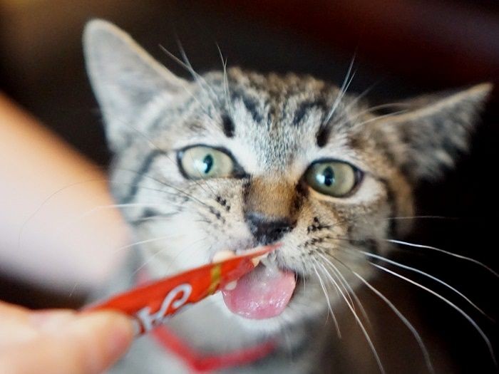 おやつ大好き、夢中で食べちゃうの