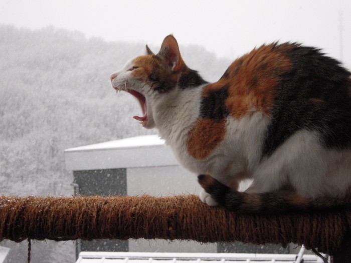 寒くても雪が降っていても、ベランダの手すりからお外チェックは欠かさないちびちゃん(祐子さん提供)