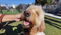 「犬が覚える言葉は平均〇個」 大学教授に犬の疑問を聞いてみた【みんなのハテナ】