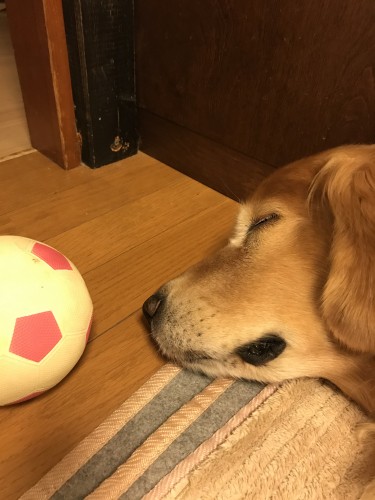 遊び疲れて眠る