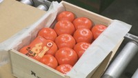 最高値は1箱30万円! 香川県オリジナル品種のミカン「小原紅早生」の初競り