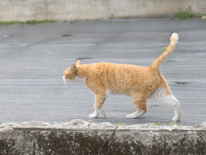 「見回りに行こうかな」(小林写函撮影)
